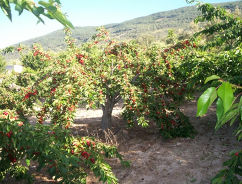 Las Calabazas Баррадо Номер фото
